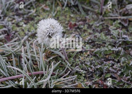 Frostbedeckter Löwenzahnsamenkopf und eiskaltes Wiesengras in der Frühwinterlandschaft, Nahaufnahme gefrorener Pflanzen und empfindlicher Eiskristalle Stockfoto