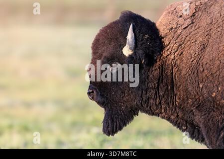 Nahaufnahme eines American Bison im Badlands National Park, South Dakota Stockfoto