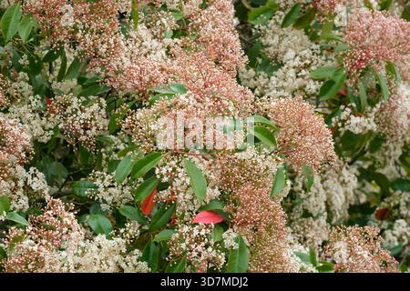 Photinia x Fraseri Rotkehlchen, Weihnachtsbeere Rotkehlchen, Scharen cremeweißer Blüten im Frühjahr Stockfoto