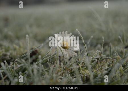 Eine einzelne Gänseblümchenblume bedeckt mit zartem Frost, die an einem kalten Wintermorgen zwischen eisigem Gras steht. In der Makroansicht werden die gefrorenen Blütenblätter und fi hervorgehoben Stockfoto