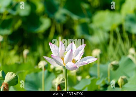 Wunderschöne Rosa Und Weiße Heilige Lotusblume Blüht Im Üppigen Grünen Teich Stockfoto