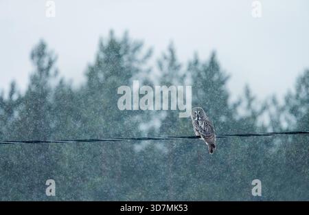 Eine majestätische graue Eulen (Strix nebulosa) thront auf einer Stromleitung in einer Winterlandschaft mit fallendem Schnee und einem dichten Hintergrund aus dem Wald in Fin Stockfoto