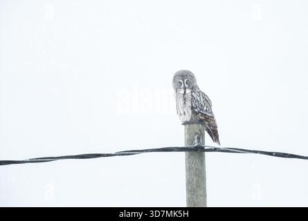Eine majestätische graue Eule (Strix nebulosa) thront im Winter in Finnland auf einem Holzpfosten. Stockfoto