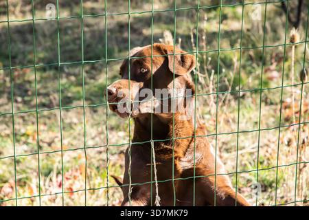 Brauner Labrador Retriever, der an einem sonnigen Tag hinter einem Gartenzaun in natürlicher Umgebung steht Stockfoto