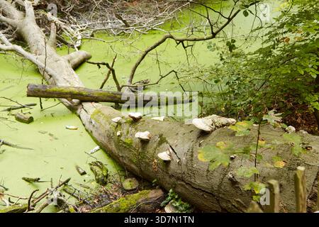 Ein gefallener Baumstamm liegt in einem verlassenen Teich mit stehendem, grünem Wasser, mit Baumpilzen, umgeben von üppigem Laub und ruhiger Atmosphäre Stockfoto