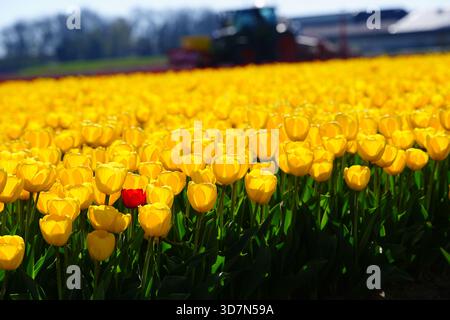 Feld aus gelben Tulpen mit einer einzelnen roten Tulpe Stockfoto