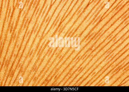 Abstraktes Makro der Ginkgo-biloba-Blatttextur mit feinen Linien und strukturierter goldener Oberfläche. Natürlicher botanischer Hintergrund ideal für pflanzliche Konzepte, medi Stockfoto