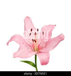 Einzelne rosafarbene Liliumblüte isoliert auf weiß. Zarte Blütenblätter, natürliche Textur und weiche Farben für Hochzeitsdesign, Branding, Einladungen, Blumendekor, Stockfoto