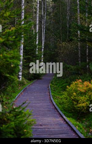 Holzsteg durch einen dichten Wald Stockfoto