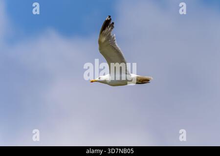 Westliche Gelbbeinmöwe (Larus michahellis) Stockfoto
