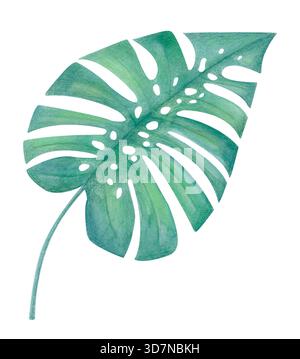 Aquarellgrün Monstera Blatt Illustration isoliert auf weiß. Tropisches botanisches Clipart für umweltfreundliches Design und Textildrucke. Stockfoto