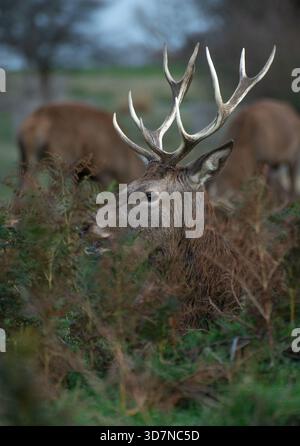 Nahaufnahme von Rothirsch mit Geweihen, die teilweise getarnt in den Herbstfarnen sitzen, November, Richmond Park, London. Stockfoto