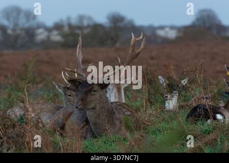 Nahaufnahme von Rothirsch mit Geweihen, die teilweise getarnt in den Herbstfarnen sitzen, November, Richmond Park, London. Stockfoto