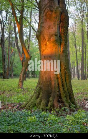 Blick auf einen lebendigen, moosbedeckten Baumstamm, der in goldenes Sonnenlicht getaucht ist, vor der Kulisse eines üppigen Waldbodens, Plavecke Podhradie, Bratislava Region, Stockfoto