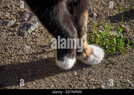 Calico Katzenpfoten mit weißen Socken auf rauem Kiesboden bei Sonnenlicht Stockfoto