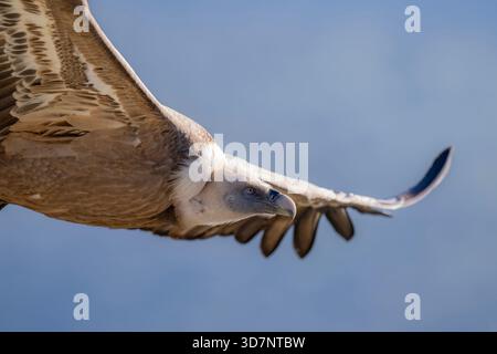 Eine beeindruckende Nahaufnahme eines Gänsegeiers (Gyps fulvus), der gegen einen hellblauen Himmel über den Naturreservaten der Extremadura gleitet. Stockfoto