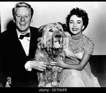 Der große Kater 1950 MGM Film mit Elizabeth Taylor und Van Johnson Stockfoto