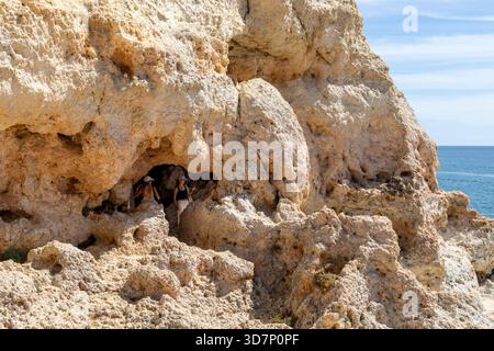 Die Algarve, Portugal, Kalksteinformationen bei Algar Seco bei Carvoeiro, Kalksteinklippen und Höhlen sind eine wichtige Touristenattraktion Stockfoto