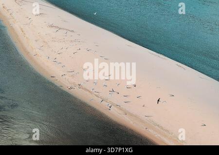Aus der Vogelperspektive auf einen unberührten Sandstrand oder eine Sandbar mit sanften Wellen, Vögeln und langen Schatten. Stockfoto