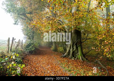 Blick auf einen mit Blättern übersäten Pfad, der sich durch einen lebhaften Herbstwald schlängelt, Bäume mit Gold- und Bernsteinlaub unter einem nebeligen Himmel, die Chilterns, Oxfordsh Stockfoto