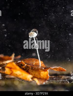 Blick auf einen zarten Pilz mit Wassertropfen, die sich an seinem Stiel schmiegen, eingebettet auf einem verrotteten Orangenblatt vor einem verschwommenen schwarzen Hintergrund, die Chiltern Stockfoto