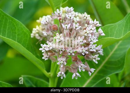 Nahaufnahme Der Melkweed-Blumenhaufen Stockfoto