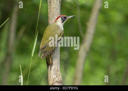 Grußspecht (Picus viridis), weiblich, seitlich, auf Baumstamm, Kiskunsag Nationalpark, Ungarn Stockfoto