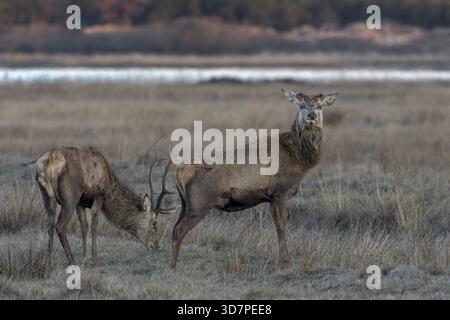 Während ein Rotwild (Cervus elaphus) vor etwa drei Wochen sein Geweih abgab, trägt sein Begleiter noch den Kopfschmuck aus dem Vorjahr, Discover tim Stockfoto
