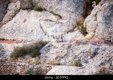 Spanische Ibex, Capra Pyrenaica in den Bergen von Montserrat Stockfoto