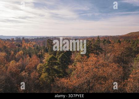 Ein ausgedehnter Wald in warmen Herbstfarben breitet sich unter einem weiten Himmel aus Stockfoto