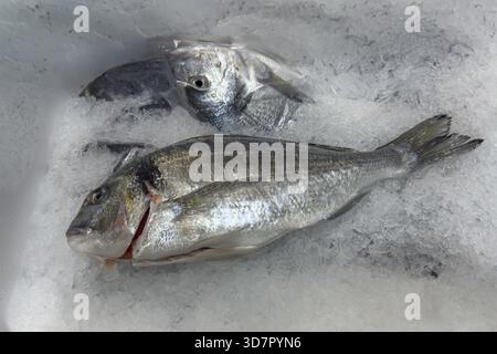 Ausstellung von Fisch gefangen ganze Fischbrassen Royal (Sparus aurata) auf Eis in Kühltheke Fischtheke vom Fischhändler Fischverkauf, Lebensmittelladen, wh Stockfoto