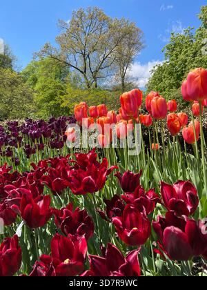 Tulpen, die unter dem Frühlingslicht im Central Park leuchten, bringen Farbe zurück in New York. Stockfoto