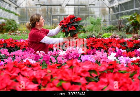 26. November 2025, Brandenburg, Lindenberg: Kathrin Herlein, Floristin bei der Gärtnerei Heinrich, greift immer nach den hellen Poinsetten, die heute im Gewächshaus auf den Verkauf warten. Zwischen den langen Reihen von Pflanzen breitet sich ein farbenfroher See aus: Hunderte von Weihnachtsstern in leuchtendem Rot, zartem Rosa und hellem weiß stehen dicht beieinander, mit unzähligen Cyclamen, die ihre Blumen neben ihnen entfalten. Weihnachtsbäume, die der Familie Spurge gehören, erleben ihre Hauptsaison in den Wochen vor Weihnachten. Sie gelten als Klassiker der Adventszeit und es ist schwer vorstellbar, dass viele leben Stockfoto