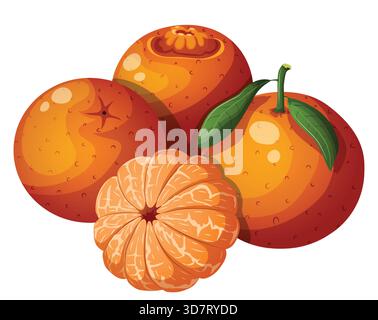 Mandarine Orange Mandarinen Gruppe isoliert mit geschälten, Stängeln und Blättern. Zitrusfrucht Cartoon Vektor Illustration Stock Vektor
