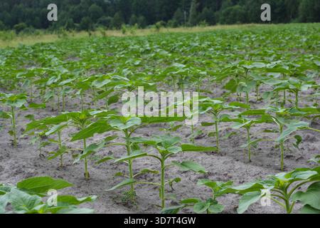 Junge Sonnenblumenkeimlinge, die in der Landwirtschaft wachsen Stockfoto