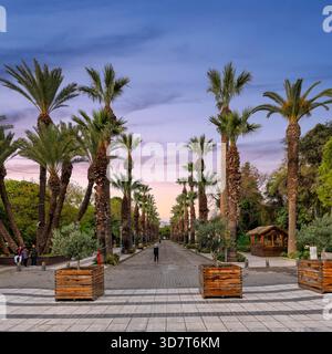Izmir, Türkei - 1. April 2025: Kulturpark Palme Avenue in, bei Sonnenuntergang. Langer Weg gesäumt von hohen Palmen unter einem lebendigen Himmel. Urbane Parklandschaft mit Menschen Stockfoto