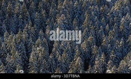 Schneebedeckte Bäume im Schwarzwaldgebirge, Drohnenansicht aus nächster Nähe Stockfoto