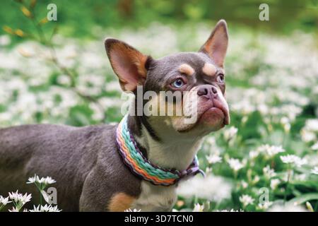 Niedlicher lilafarbener Orange brauner französischer Bulldog Hund mit langer gesunder Nase zwischen weißen wilden Knoblauchblüten im Wald Stockfoto