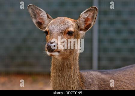 Porträt des jungen weiblichen Cervus nippon Shika Hirsches Stockfoto