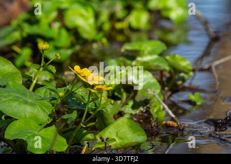 In einem Feuchtgebiet blühen im Frühling leuchtend gelbe Blüten von Caltha palustris neben üppig grünem Laub in der Nähe von ruhigem Wasser. Stockfoto