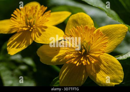Leuchtend gelbe Sumpfblumen blühen im Frühling in einem Feuchtgebiet, umgeben von satten grünen Blättern und schaffen eine malerische natürliche Darstellung. Stockfoto