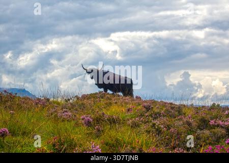Hochlandkuh auf Ulva, Isle of Mull, Innere Hebriden, Schottland, Vereinigtes Königreich Stockfoto