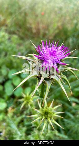 Distel Blume in einem Feld Stockfoto