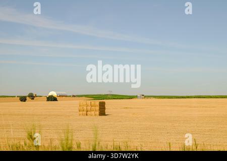 Bales of hay stacked in a field under a blue summer sky. Stockfoto