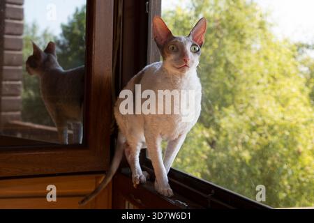Elegante Cornish Rex Katze, die auf der Fensterleiste sitzt und in hellem natürlichem Licht zu Hause ist Stockfoto