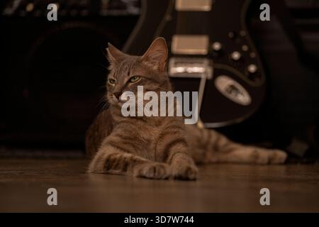 Eine entspannte Tabbykatze, die auf einem Holzboden vor einer schwarzen E-Gitarre liegt. Stockfoto