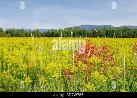 Feld mit leuchtenden gelben Wildblumen mit roten Büschen unter einem klaren blauen Himmel. Ontario, Kanada Stockfoto