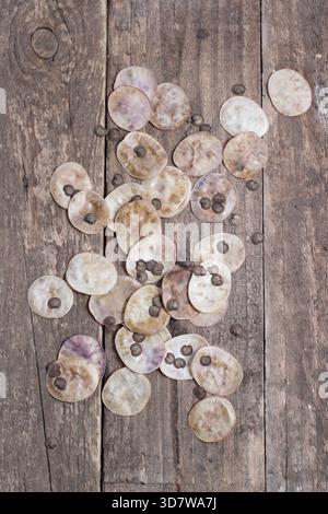 Ehrensamen auf Holz. Samen und die silbrigen scheibenförmigen Samenkapseln der blühenden Pflanze, Lunaria annua auf hölzernem Hintergrund. Stockfoto