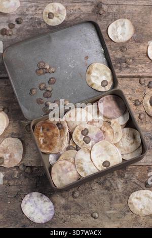 Ehrensamen. Samen und silbrige scheibenförmige Samenkapseln aus Honesty-Blüten, auch bekannt als Lunaria annua, gesammelt in einer Metalldose Stockfoto