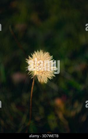 Löwenzahn-Seed-Kopf mit weichem Bokeh-Hintergrund Stockfoto